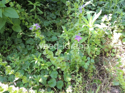 venuslookingglass, common